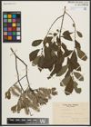 Foto von Salix aurita L.